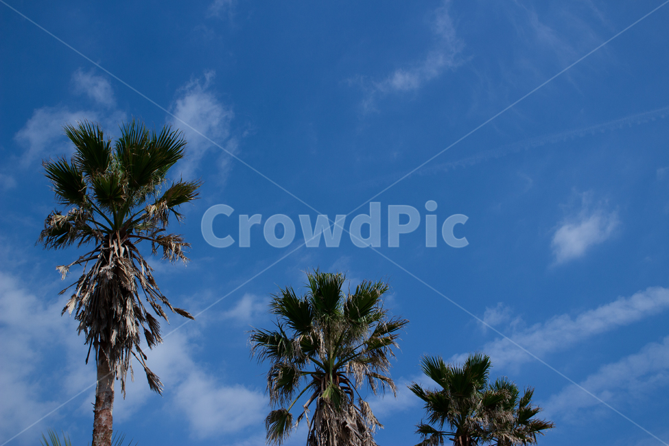 여름,야자수,summer,나무,식물,하늘,sky,blue,자연,식물,자연,plants,nature,나무,trees,wood