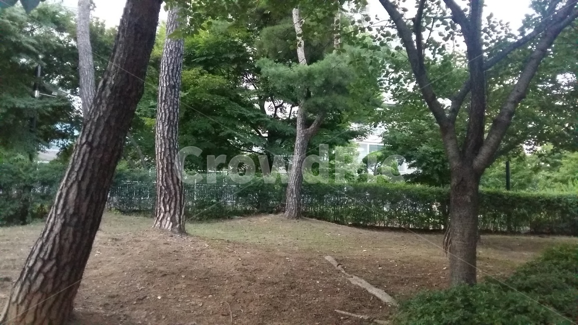 공원,산책,나무,나무기둥,초록