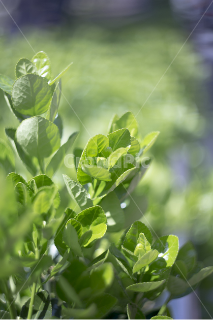 봄,꽃,튤립,꽃잎,분위기,감성,푸름,잎,식물,자연,plants,nature,감성,sensible,feeling,휴식,힐링,rest,relaxation,healing