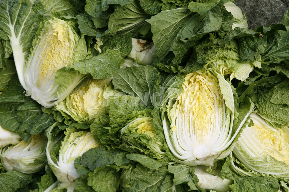 배추,김장,김치,채소,식물,음식,식재료,요리,food,cook,meal,dishes,food reserves,채소,야채,vegetables