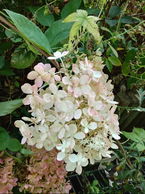 꽃,flower,plant,blossom,식물,수국,식물,자연,plants,nature