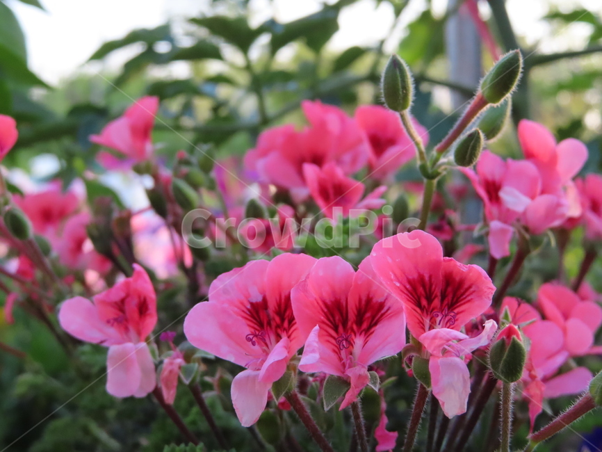 작은꽃,아름다움,귀여움,작다,꽃,식물,공원,화려함,smallflowers,beauty,small,plants,parks,flowers