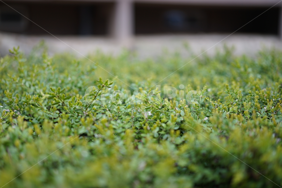 봄,자연,녹색,싱그러움,벚꽃,감성,식물,자연,plants,nature