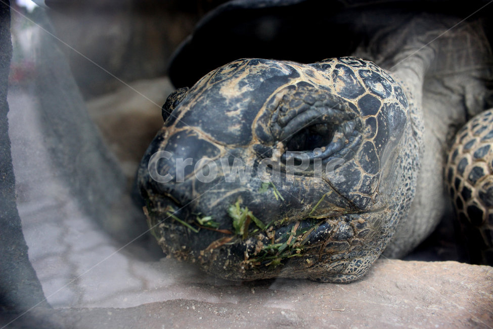 동물원,거북이,turtle,동물,파충류,동물,animal,파충류,양서류,reptile,amphibian