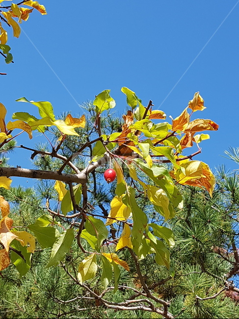 나무,꽃사과나무,하늘,푸른색,열매,공원,식물,자연,plants,nature