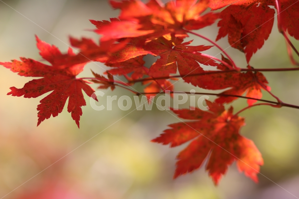 단풍,오대산단풍,가을,빨간단풍,단풍나무,가을,계절,fall,autumn,season,식물,자연,plants,nature,leaf,잎,plant,tree,나무,maple