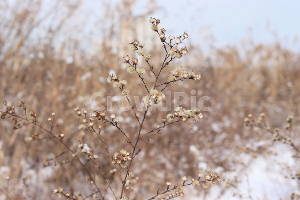 식물,겨울,snow,감성,풀,한국자연경관,한국자연풍경,풍경,하천,눈,눈밭,2월,1월,grass,plant,landscape,korea,season,winter,옥외,배경