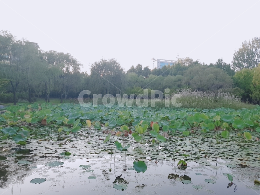 대전,한밭수목원,자연,연꽃,물,강,호수,야외,하늘,나무,nature,land,자연,풍경,nature,landscape,땅,outdoors,옥외,water