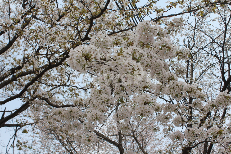 식물,자연,꽃,봄,아름다움,식물,자연,plants,nature,꽃,flower
