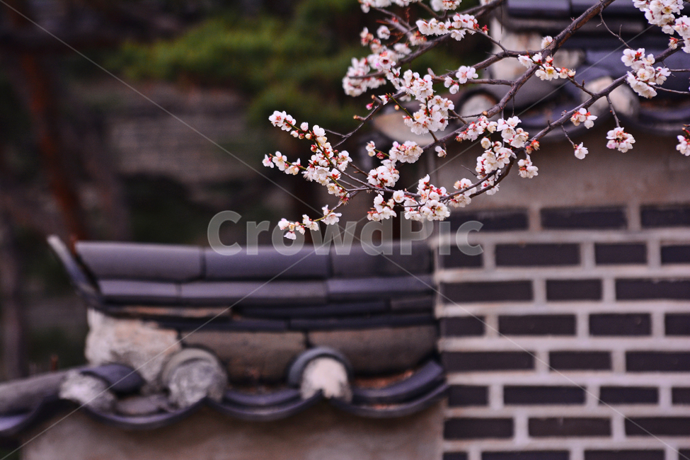 sights,Spring background,ancientpalace,house,building,spring flowers,spring,preservation,Changdeokgung Palace,season,tiled house,tradition,flowers,Palace,king,House,pink flower,korean,seoul,Joseon Dynasty,traditional,background,spring scenery,stonewall,ol
