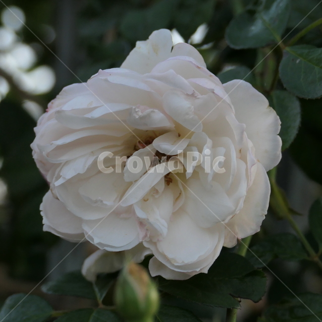 꽃,예쁨,아름다움,flower,rose,장미,흰장미,whiterose,beautiful,blossom,식물,자연,plants,nature,꽃,flower