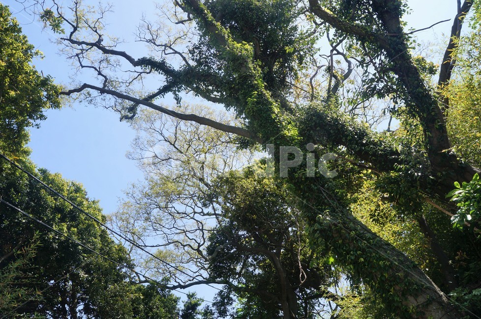 숲,나무,자연,초록,tree,green