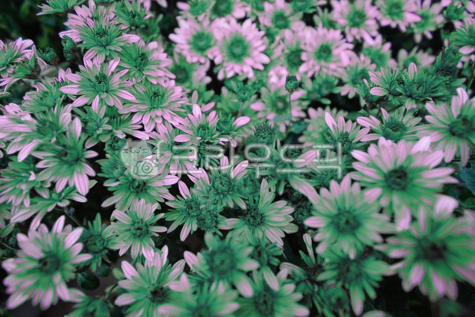 국화,국화꽃,가을꽃,chrysanthemum,소국