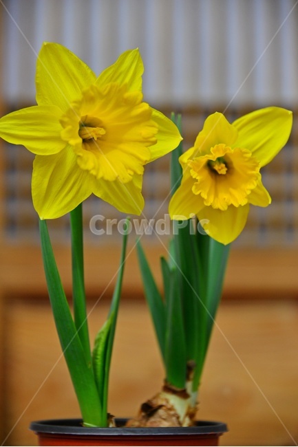 plant,식물,flower,blossom,꽃,수선화,나팔수선화,창문,창문틀,화분,봄꽃,봄,계절