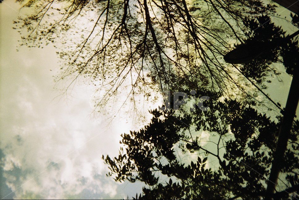 나무,감성사진,필름사진,그림자,하늘,어두움,식물,자연,plants,nature,나무,trees,wood