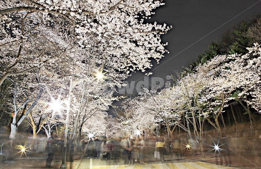 벗꽃,야간벗꽃길,인천대공원,꽃,조명,풍경,자연,배경