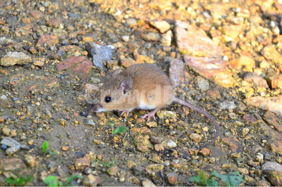 흰넓적다리붉은쥐,등줄쥐,설치류,포유류,쥐,동물,animal,포유류,mammal