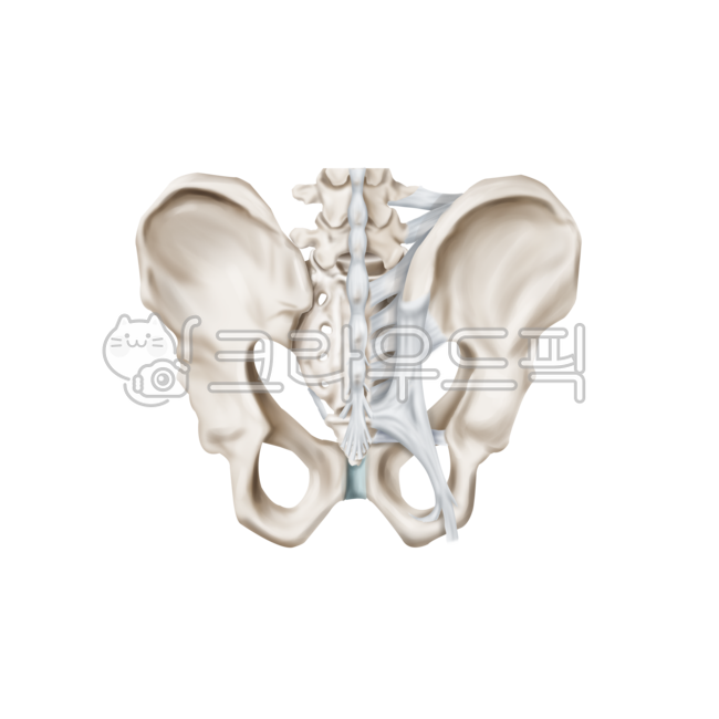 해부학, 메디컬일러스트, anatomy, 골반, 인대, 사진,이미지,일러스트,캘리그라피 - Nchuccida작가