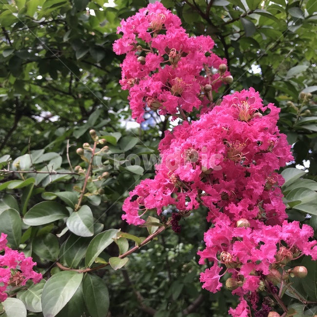 배롱나무,목백일홍,자미,자미화,간지럼나무,배롱나무꽃,붉은색꽃,공원수,가로수,부처꽃과,flower,tree