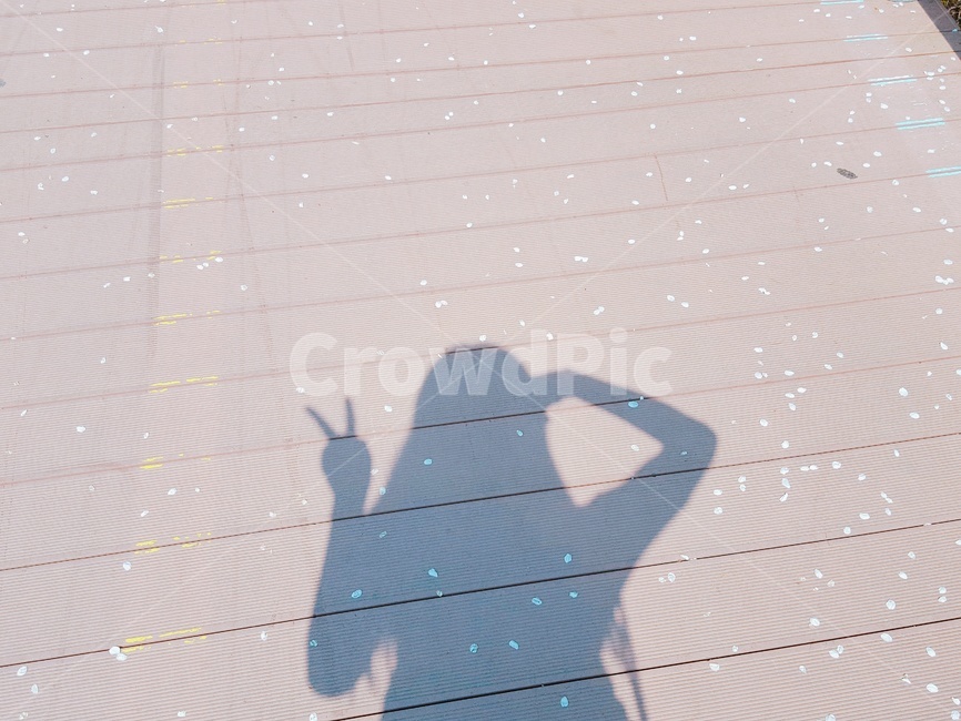그림자,벚꽃,봄,감성,섀도우