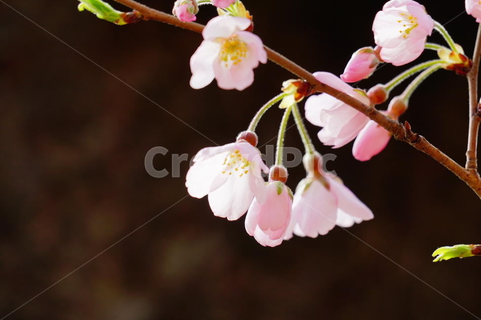 벚꽃,봄꽃,한국자연,꽃,꽃사진,플라워,flower,봄,spring,식물,plants,자연,nature,풍경,landscape,계절,season,snap,스냅,접사,macro,closeup,클로즈업,감성사진,감성,힐링,healing,느낌,feel,feeling,꽃밭,화단,나무,나뭇가지,tree,꽃봉오리,4월,April,봄,계절,spring,season,식물,자연,plants,nature,꽃,flower,plant
