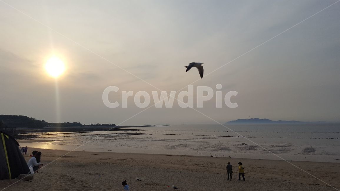 바다,파도,파란,푸른바다,저녁바다,노을,갈매기,해변,바다,beach,sea