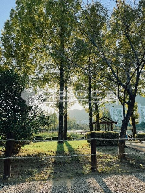 공원,nature,woodland,나무,park