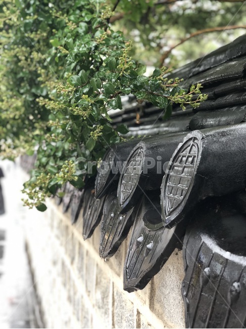 한옥,한옥마을,기와,비오는날,자연,전통