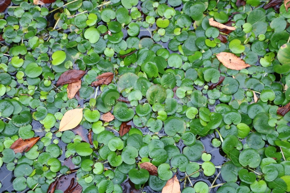 배경화면,수련,연잎,수초,물,선유도,식물,자연,녹색,백그라운드,plant,garden,nature,water,green,summer,botany,growth,gardening,seedling,land,plantation,natural,background,식물,자연,plants,nature