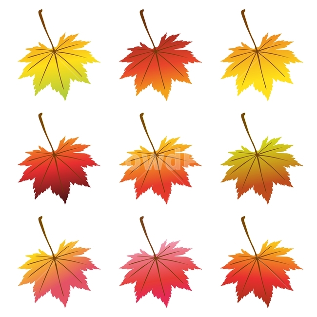 가을,칼라풀,잎새,디자인소스,패턴,벡터,일러스트레이션,illustration,design,colorful,leaves,나뭇잎,단풍잎,10월,11월,시즌,계절,fall,autumn,season,가을소재,pattern,컬러풀,그라데이션,gradation,클립아트,clipart,가을,계절,fall,autumn,season,그래픽,일러스트레이션,graphic,illustration,plant,식물,leaf,잎