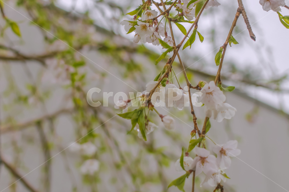 식물,꽃,blossom,plant,flower,식물,자연,plants,nature,꽃,flower