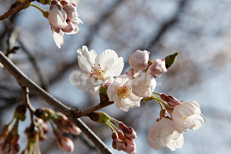 벅꽃,벗나무,벗꽃잎,봄꽃,꽃잎,식물,자연,공원,식물,자연,plants,nature,꽃,flower