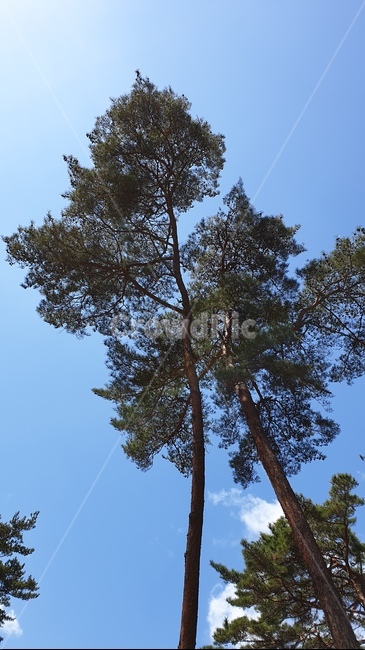 안면도,자연휴양림,소나무,숲,파노라마,풍경,자연,풍경,nature,landscape,나무,trees,wood,tree,plant,식물