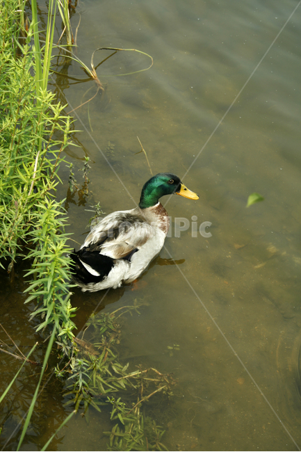 오리,청둥오리,조류,새,호수,물결,동물,animal,조류,새,birds