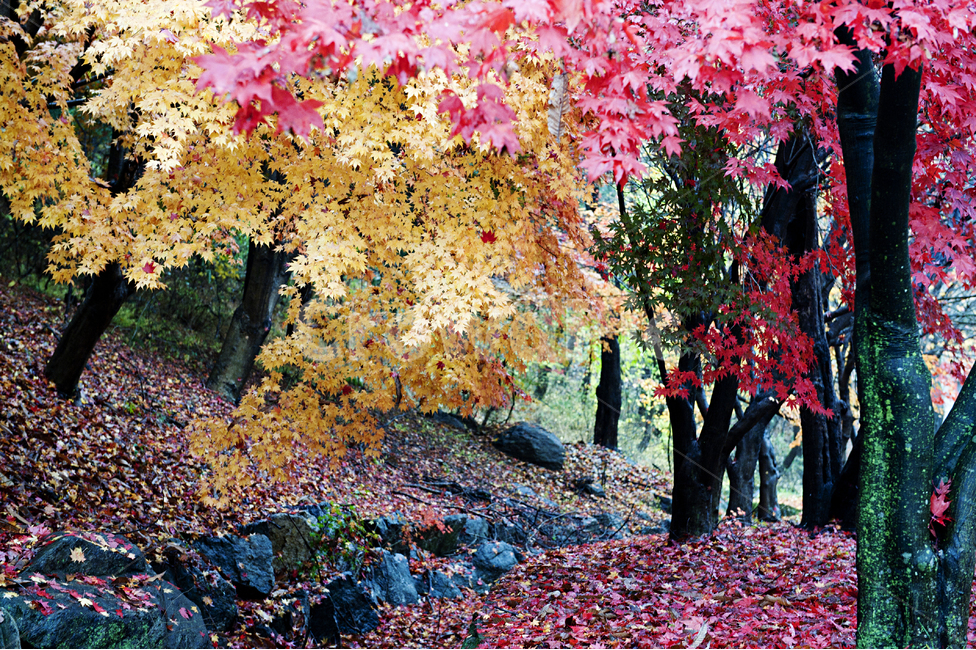 단풍,단풍나무,가을,빨강,노랑,비,비오는,가을,계절,fall,autumn,season,leaf,잎,plant,식물,tree,나무,maple,tree trunk,나무 줄기