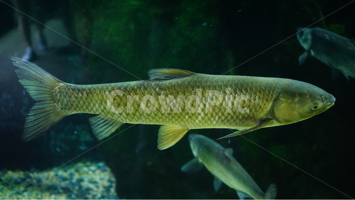 물고기,아쿠아리움,바다,코엑스,자연,동물,animal,어류,물고기,fish