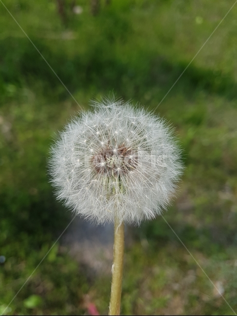 민들레,민들레씨,꽃,풀,봄꽃