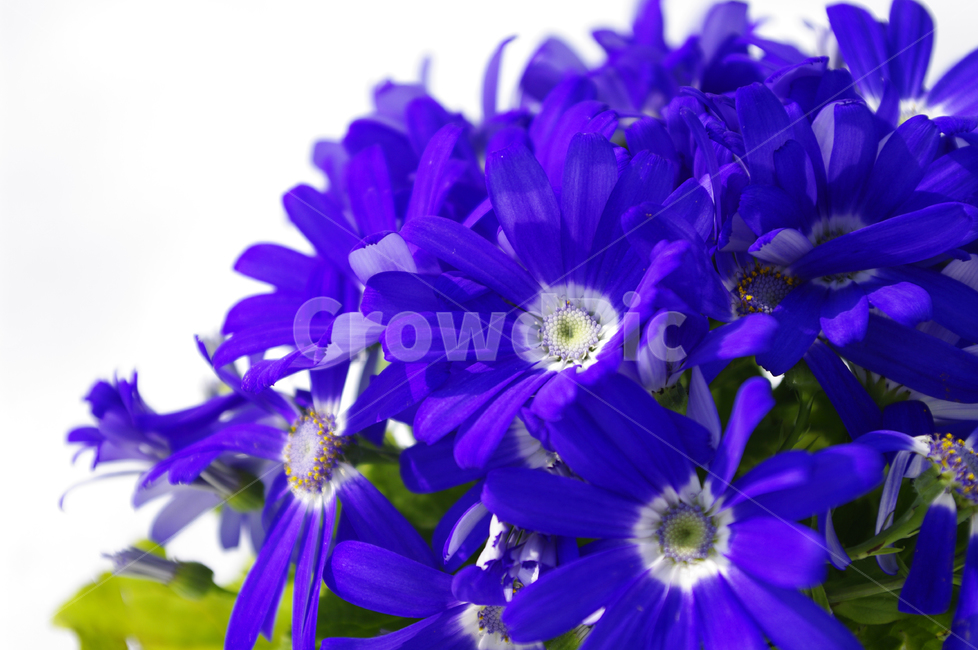 꽃,flower,color,식물,plant,식물,자연,plants,nature,꽃,flower