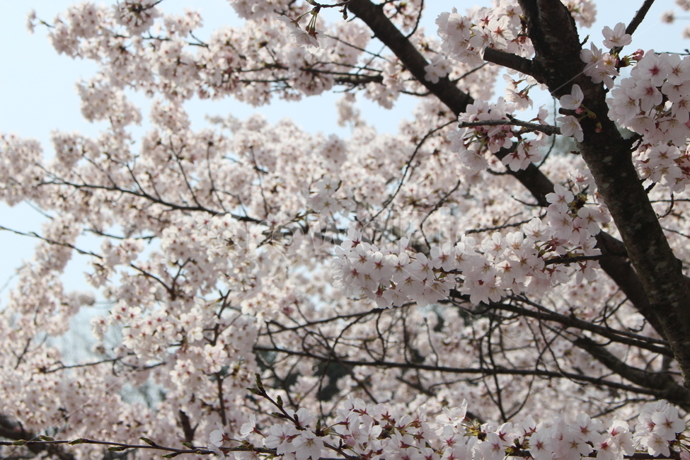벚꽃,자연,봄,분홍,하늘,봄,계절,spring,season,식물,자연,plants,nature,꽃,flower,plant,blossom,cherry blossom