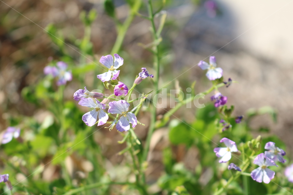 flower,꽃,식물,plant,bloom,cool