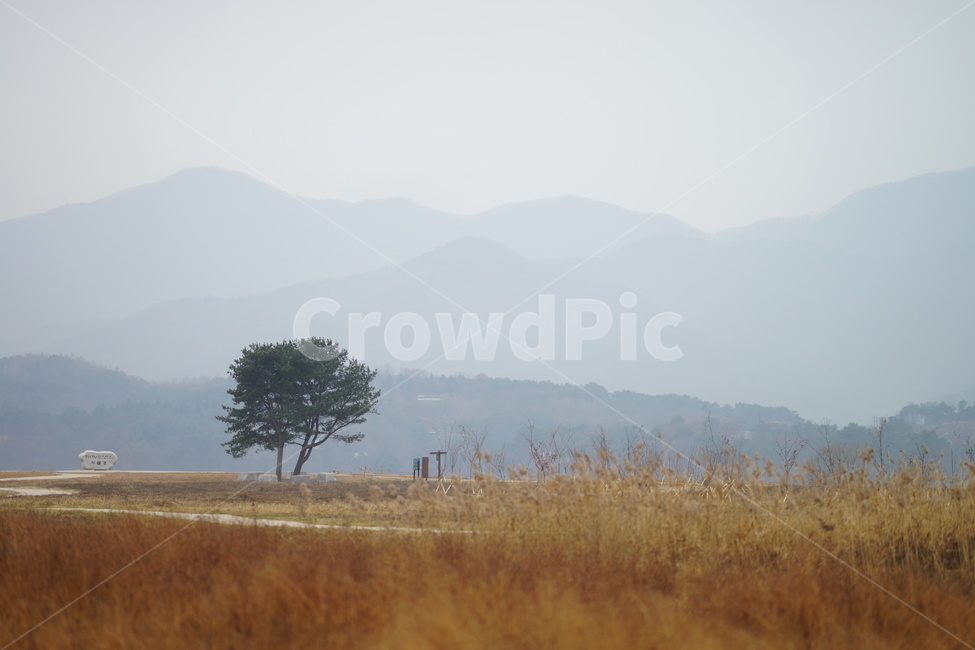 나무,가을,비,가을비,스산한,가을,계절,fall,autumn,season,자연,풍경,nature,landscape,한국자연풍경,한국자연경관,korea nature landscape,outdoors,옥외