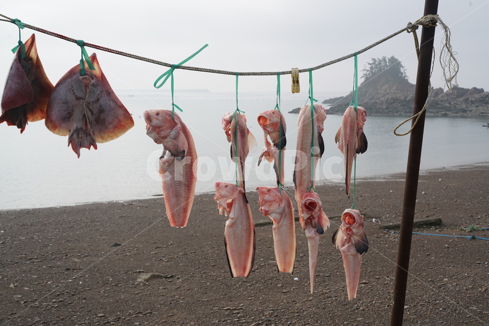fish,물고기,animal,동물,물고기건조,어촌,바닷가물고기건조,어촌풍경,생선건조,물고기해풍건조,해풍건조,수산물,해산물,fishery products,seafood