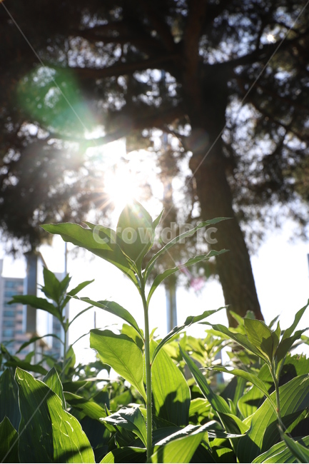 자연,식물,태양,햇살,감성,식물,자연,plants,nature,휴식,힐링,rest,relaxation,healing