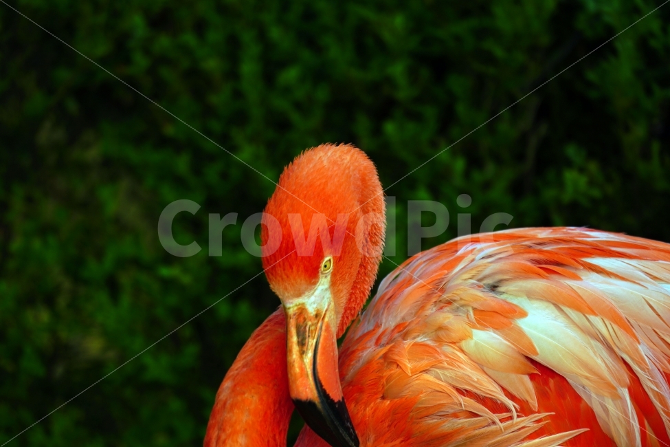 홍학,동물,새,조류,자연,bird,animal,snap,snapshot,스냅,스냅사진,스넵,스넵사진,동물원,공원,park,zoo,풍경,landscape,nature,동물,animal,조류,새,birds