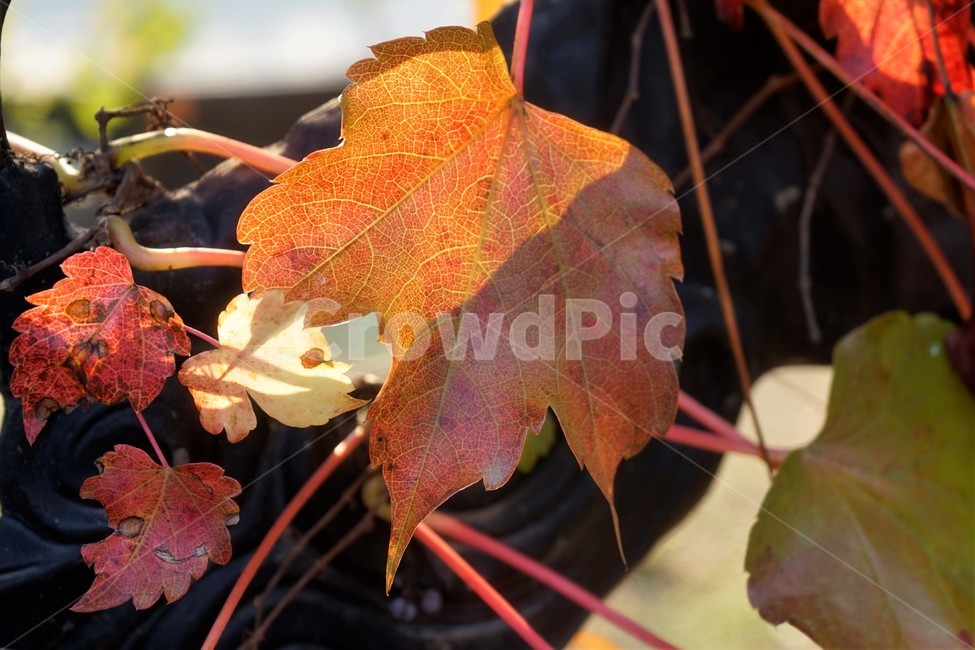 담쟁이,역광,가을,빨강,단풍,자연,autumn,fall,fallenleaves,red,backlight,leaves,감성,feeling,가을,계절,fall,autumn,season,leaf,잎,plant,식물,tree,나무,maple,veins,정맥