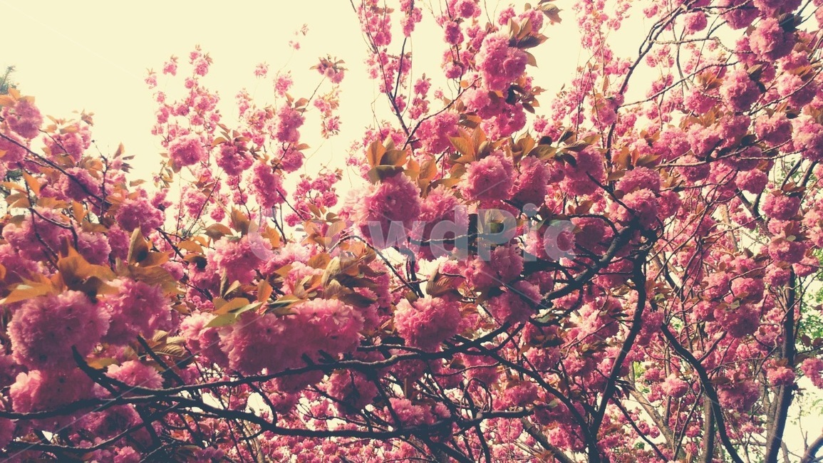 꽃,나무,포근함,색감,배경,식물,자연,plants,nature,꽃,flower