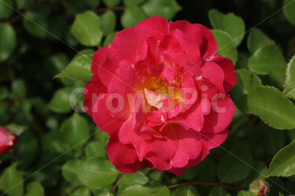장미,식물,정원,자연,꽃,개화,색감,조경,식물,자연,plants,nature,꽃,flower