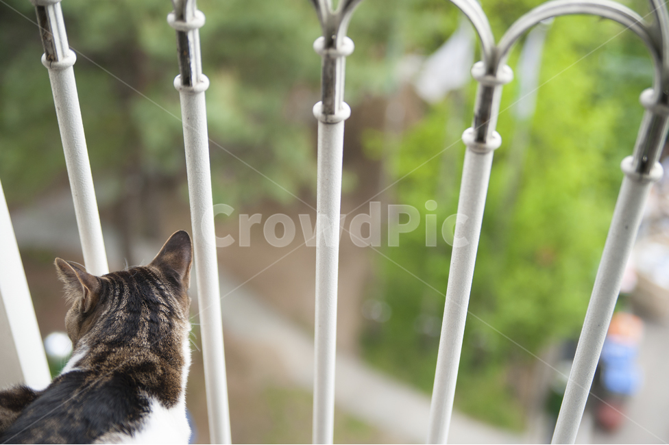 고양이,코리아숏헤어,가정,동물,생명,실외,응시,호기심,바깥풍경,자유,그리움,시선,아파트,베란다