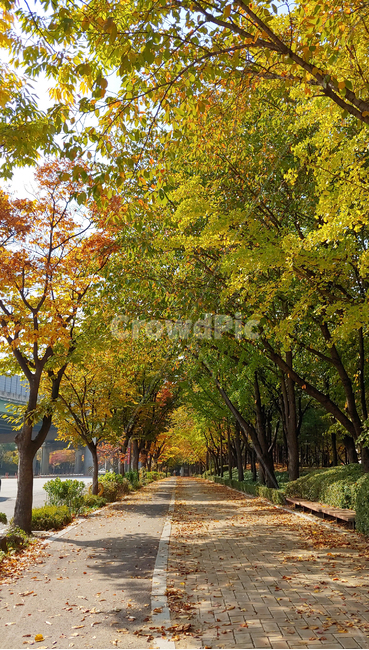 tree,나무,plant,식물,treetrunk,나무줄기,단풍,maple,mapletree,fallenleaves,fall,가을