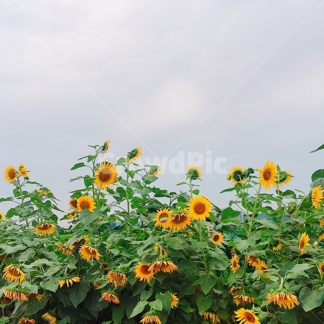 해바라기,꽃,노랑,여름,감성사진,자연,풍경,nature,landscape,식물,plants,꽃,flower,plant,blossom